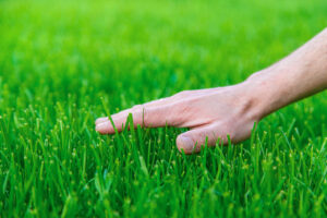 Healthy green lawn and grass blades, illustrating organic fertilizer benefits for Richmond, VA lawns.