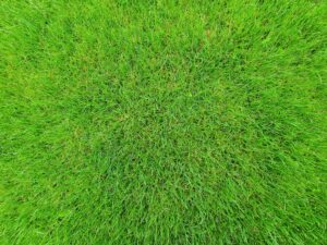 Healthy green lawn for Richmond landscaping and lawn care services.
