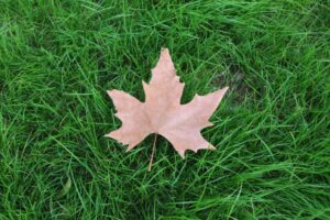 Healthy green lawn with fallen maple leaf, natural lawn care in Richmond VA.