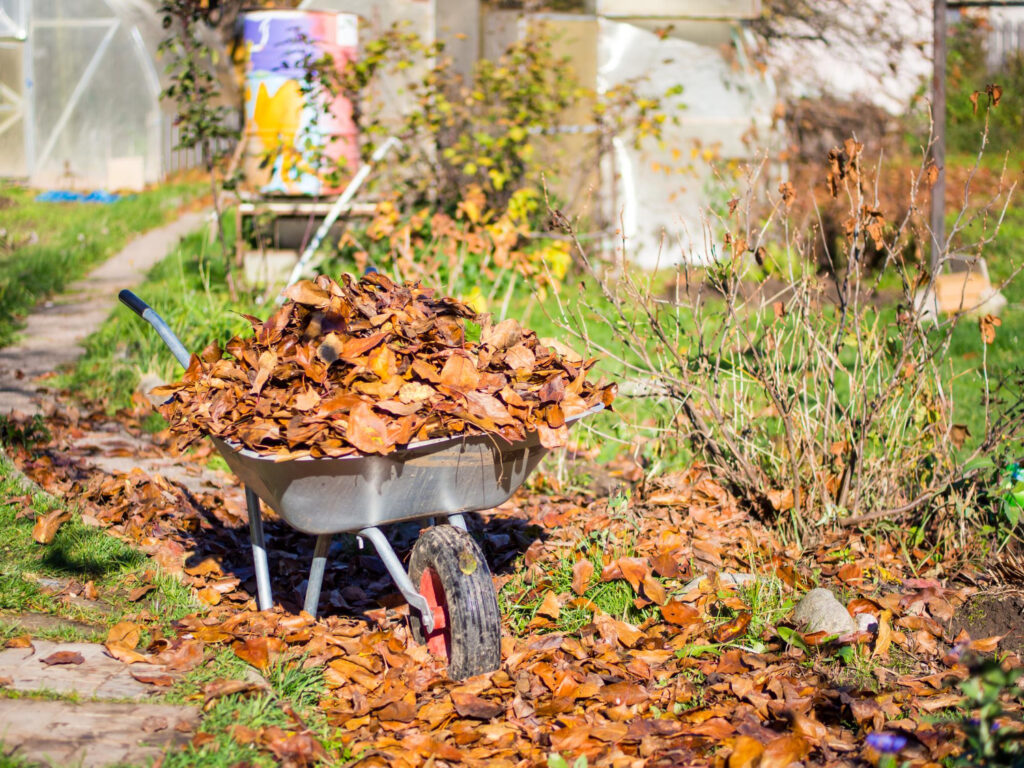 Wheelbarrow filled with autumn leaves during fall yard cleanup in a Richmond, VA residential yard.